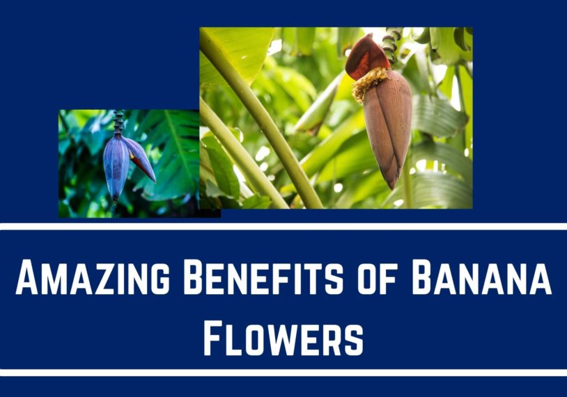 Amazing Benefits Of Banana Flowers You Need To Care About