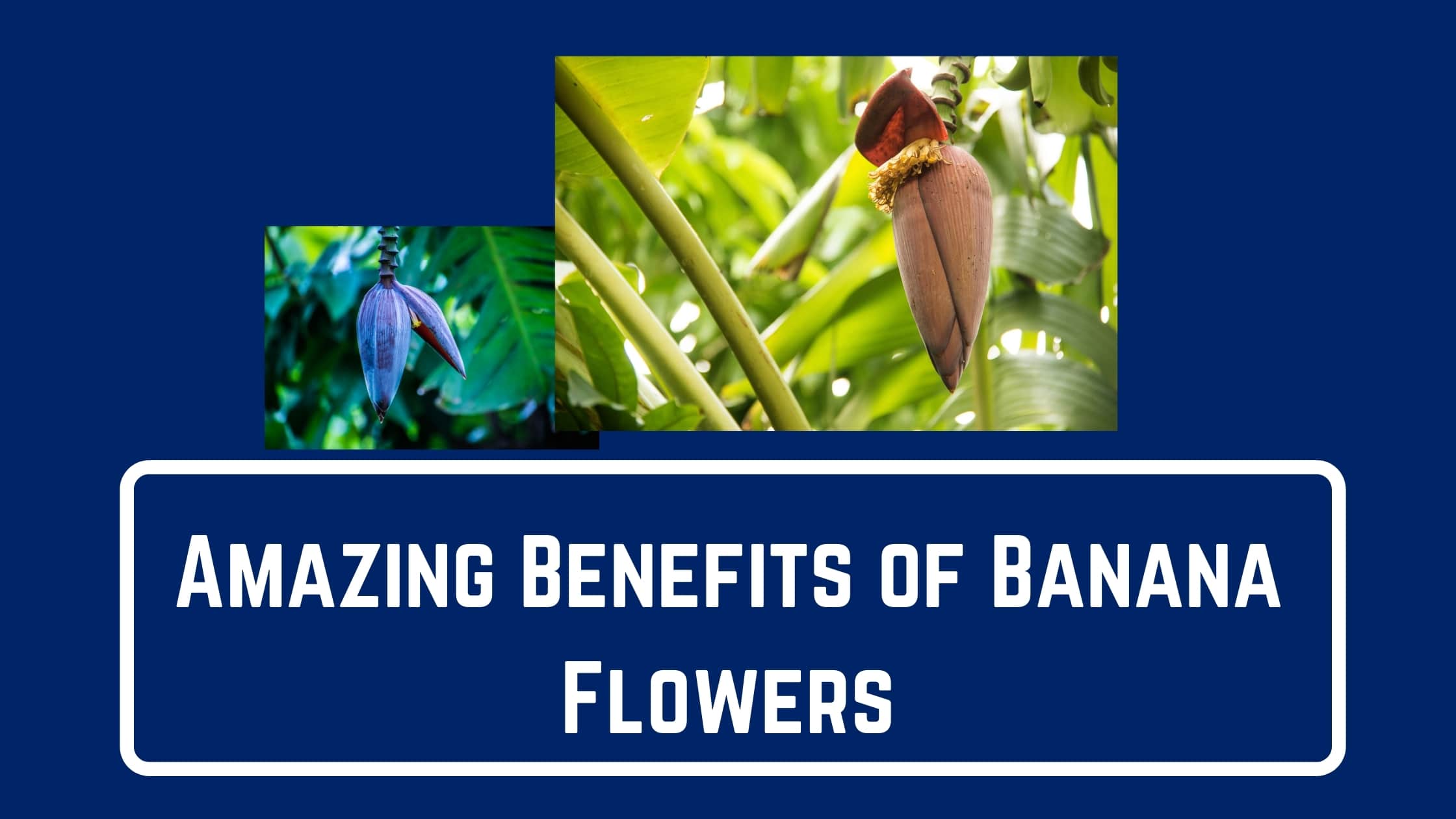 Amazing Benefits of Banana Flowers
