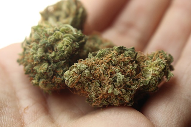 delta-THC weed held on a palm